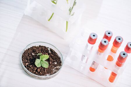 selective focus of green leaves in ground near red test tubes in laboratory の写真素材