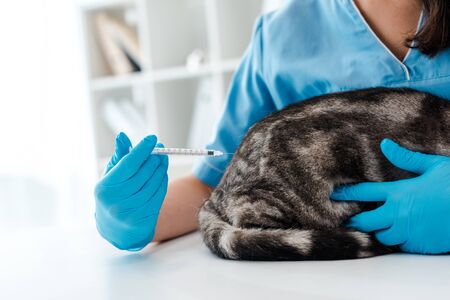 cropped view of veterinarian making injection to grey tabby catの写真素材