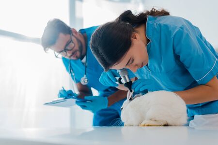 selective focus of veterinarian examining rabbit with otoscope while colleague writing prescriptionの写真素材
