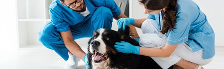 panoramic shot of two young veterinarians examining bernese mountain dog lying on floorの写真素材