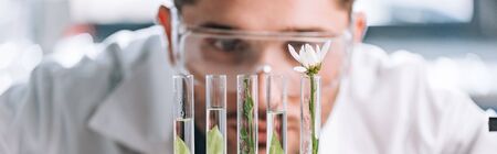 panoramic shot of handsome biochemist looking a test tubes with green plants の写真素材