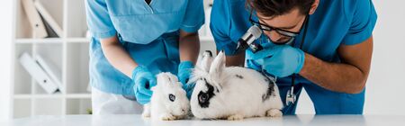 panoramic shot of young veterinarians examining two cute rabbits with otoscope