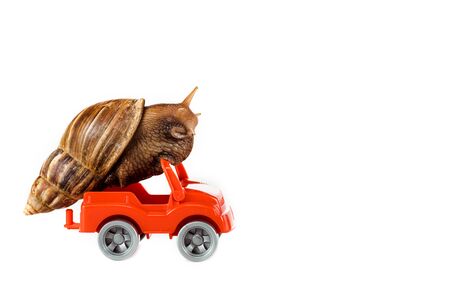 slimy brown snail on red toy car isolated on whiteの写真素材