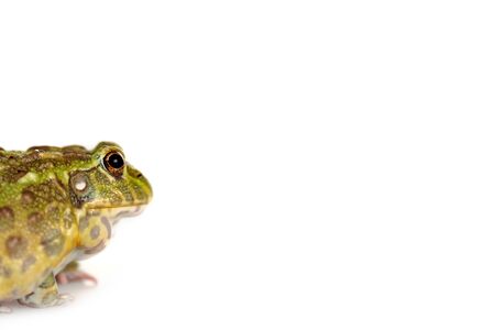 close up view of cute green frog isolated on whiteの写真素材
