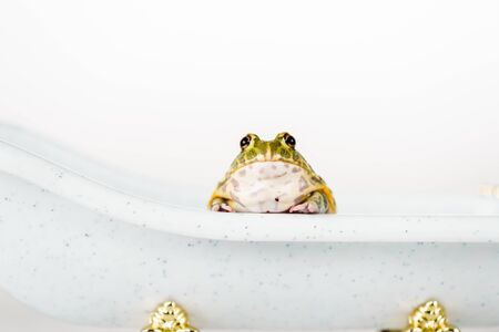 cute green frog in small luxury bathtub isolated on whiteの写真素材