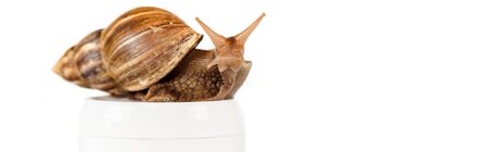 brown snail on cosmetic cream container isolated on white, panoramic shotの写真素材