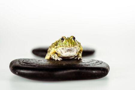 selective focus of cute green frog on black stones isolated on whiteの写真素材