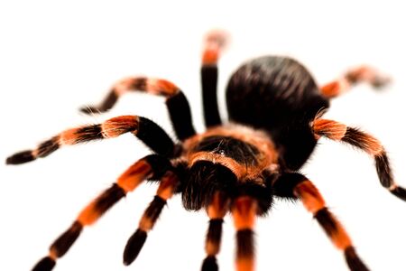 close up view of black and red hairy spider isolated on whiteの写真素材