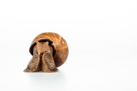 slimy brown snail isolated on whiteの写真素材