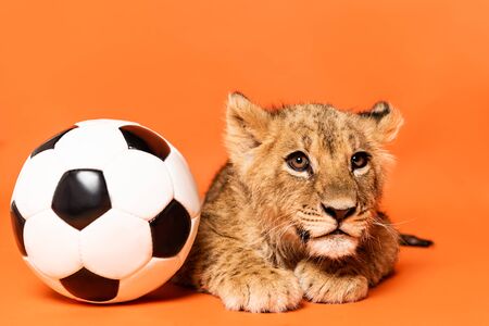 cute lion cub lying near soccer ball on orange backgroundの写真素材