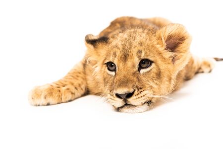 adorable lion cub lying isolated on whiteの写真素材