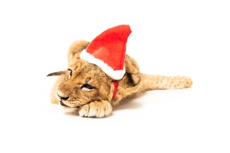 cute lion cub in santa hat isolated on whiteの写真素材