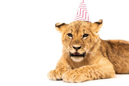 cute lion cub in party cap isolated on whiteの写真素材