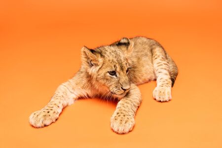 cute lion cub lying on orange backgroundの写真素材