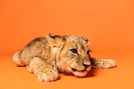 cute lion cub lying on orange backgroundの写真素材