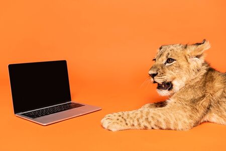 cute lion cub lying near laptop with blank screen on orange backgroundの写真素材