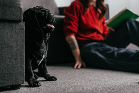 Selective focus of pug sitting by girl reading book on floor in living room, cropped viewの写真素材