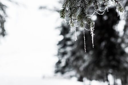 close up view of frozen spruce branches covered with frost