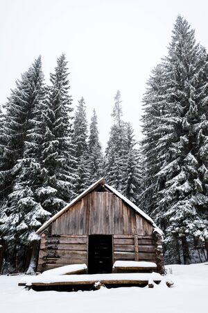 Old wooden house near pine trees forest covered with snow with white skyの写真素材