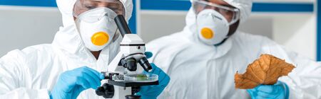 panoramic shot of biologist using microscope and african american colleague holding leaf
