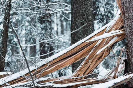 wooden planks in forest covered with snow in winterの写真素材