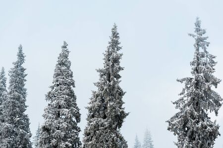 scenic view of pine forest with tall trees covered with snowの写真素材