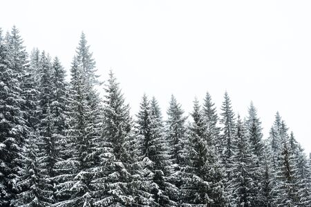 pine trees covered with snow on white sky background