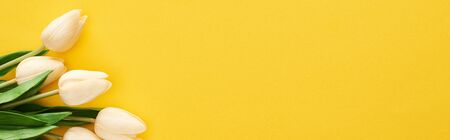 top view of spring tulips on colorful yellow background, panoramic shot