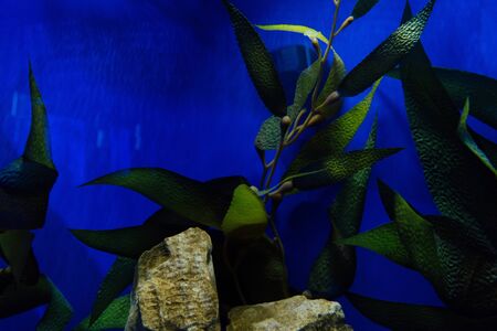 green plant with leaves and stones under water in aquarium with blue lighting