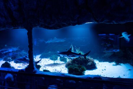 fishes swimming under water in aquarium with blue lightingの写真素材