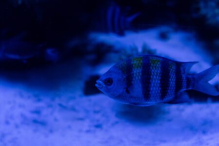striped fish swimming under water in aquarium with blue lighting