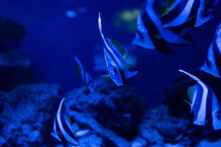 selective focus of striped fishes swimming under water in aquarium with blue lightingの写真素材
