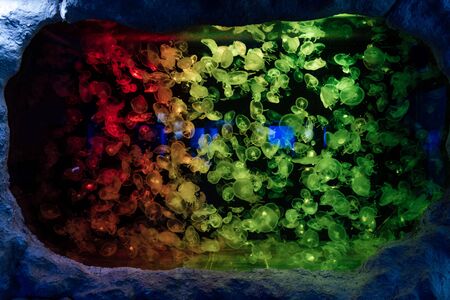 jellyfish swimming under water in aquarium with colorful neon lighting