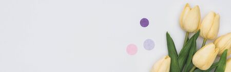 top view of tulips and confetti isolated on white with copy space, panoramic shotの写真素材