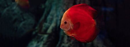 goldfish swimming under water in aquarium, panoramic shot