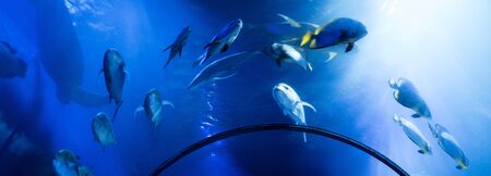 fishes swimming under water in aquarium with blue lighting, panoramic shot