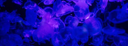 jellyfishes swimming under water in aquarium with blue lightingの写真素材