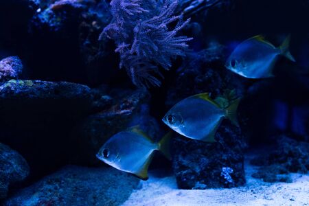 fishes swimming under water in aquarium with blue lighting and coralsの写真素材