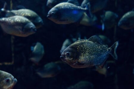 selective focus of glowing fish swimming under water in dark aquariumの写真素材