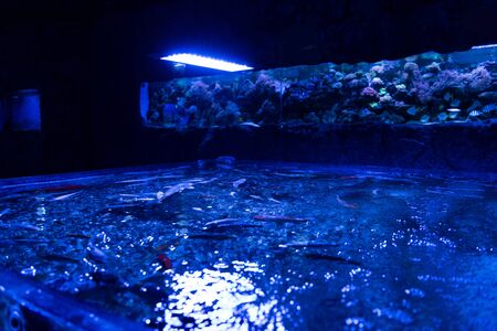 fishes swimming in open aquarium with blue lightingの写真素材