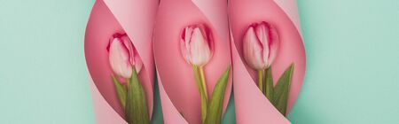 top view of tulips in pink paper swirls on turquoise background, panoramic shotの写真素材