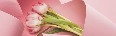 blooming spring tulips wrapped in pink paper swirls, panoramic shot