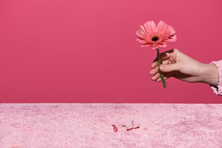 cropped view of woman holding gerbera near petals on velour cloth isolated on pink, girlish conceptの写真素材