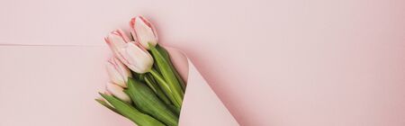 top view of tulip bouquet wrapped in paper swirl on pink background, panoramic shotの写真素材