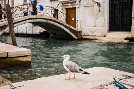 selective focus of seagull and bridge above canal on background in Venice, Italyの写真素材