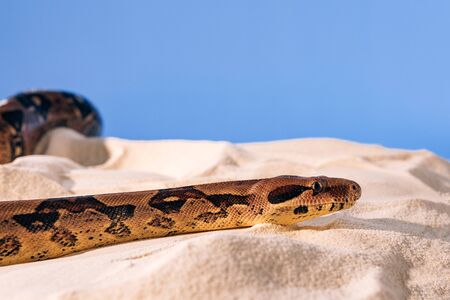 Selective focus of python on sand on blue background
