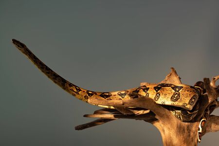 Python snake with sunlight on wooden snag isolated on greyの写真素材