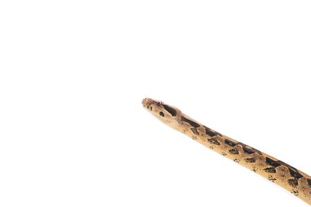 Head of python isolated on white with copy space