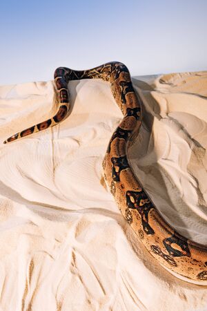 Python on textured sand on blue background