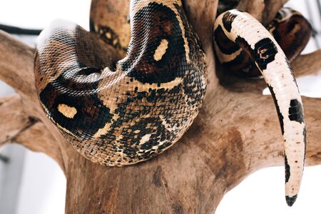 Close up view of textured snakeskin of python on wooden log on white backgroundの写真素材